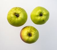 Finkenwerder Herbstprinz